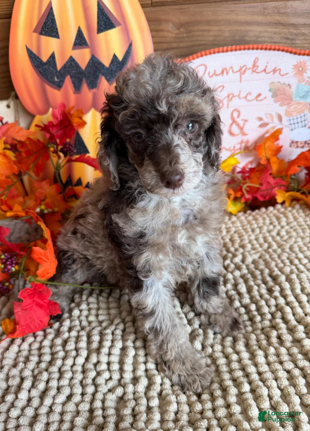 Miniature Poodle dogs for sale: Chantilly - Ad 2
