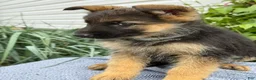 German Shepherd dogs for sale: Gertie - Ad 6