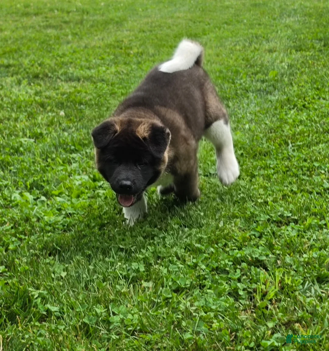Akita dogs for sale: Bear - Ad 1