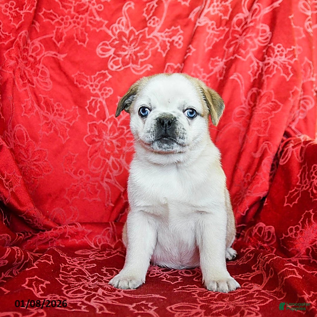 Jug dogs for sale: Lacy - Ad 2