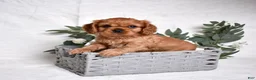 Cavalier King Charles Spaniel dogs for sale: Kiki - Ad 4