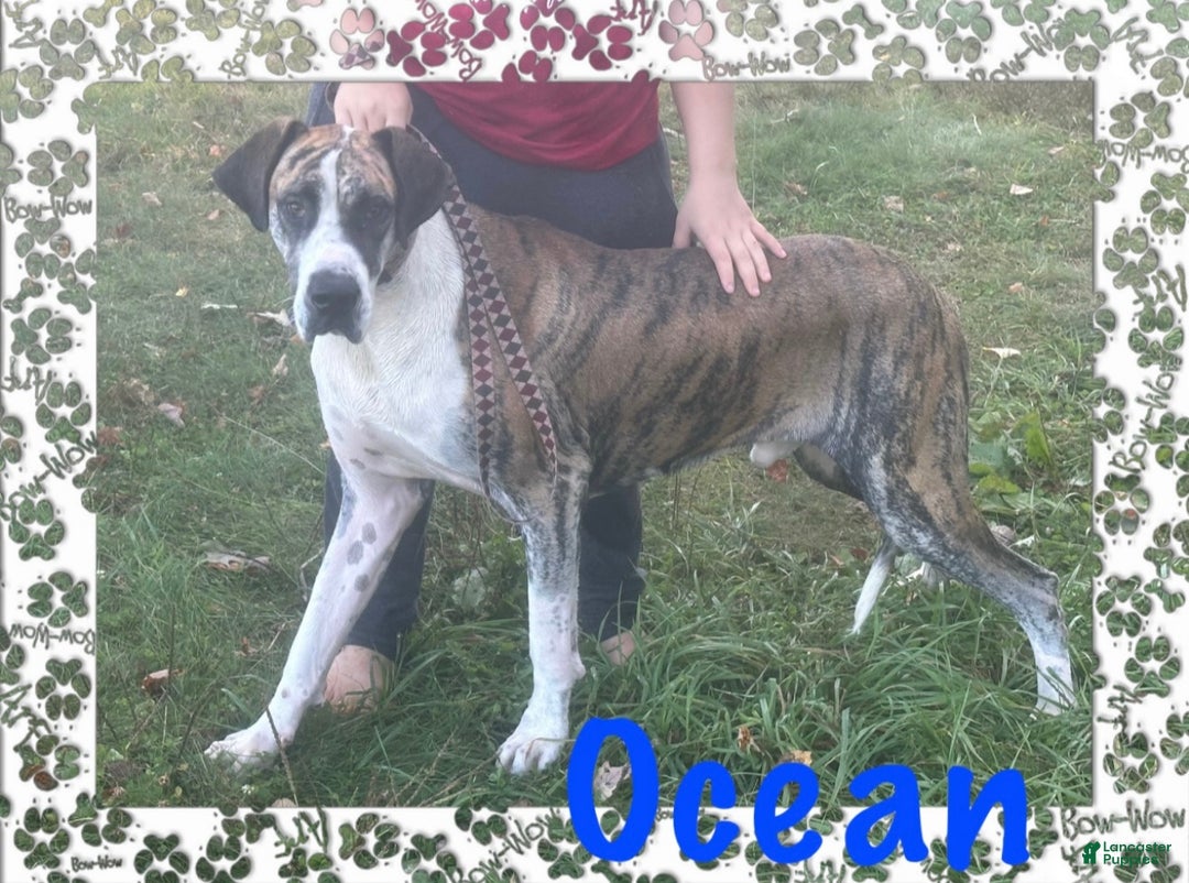 Great Dane dogs for sale: Mark - Ad 25