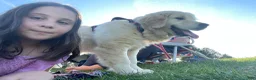 Golden Retriever dogs for sale: Golden Retriever Puppy 1 - Ad 14