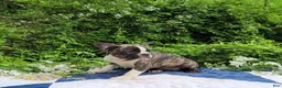 Frenchton dogs for sale: Poppi - Ad 3