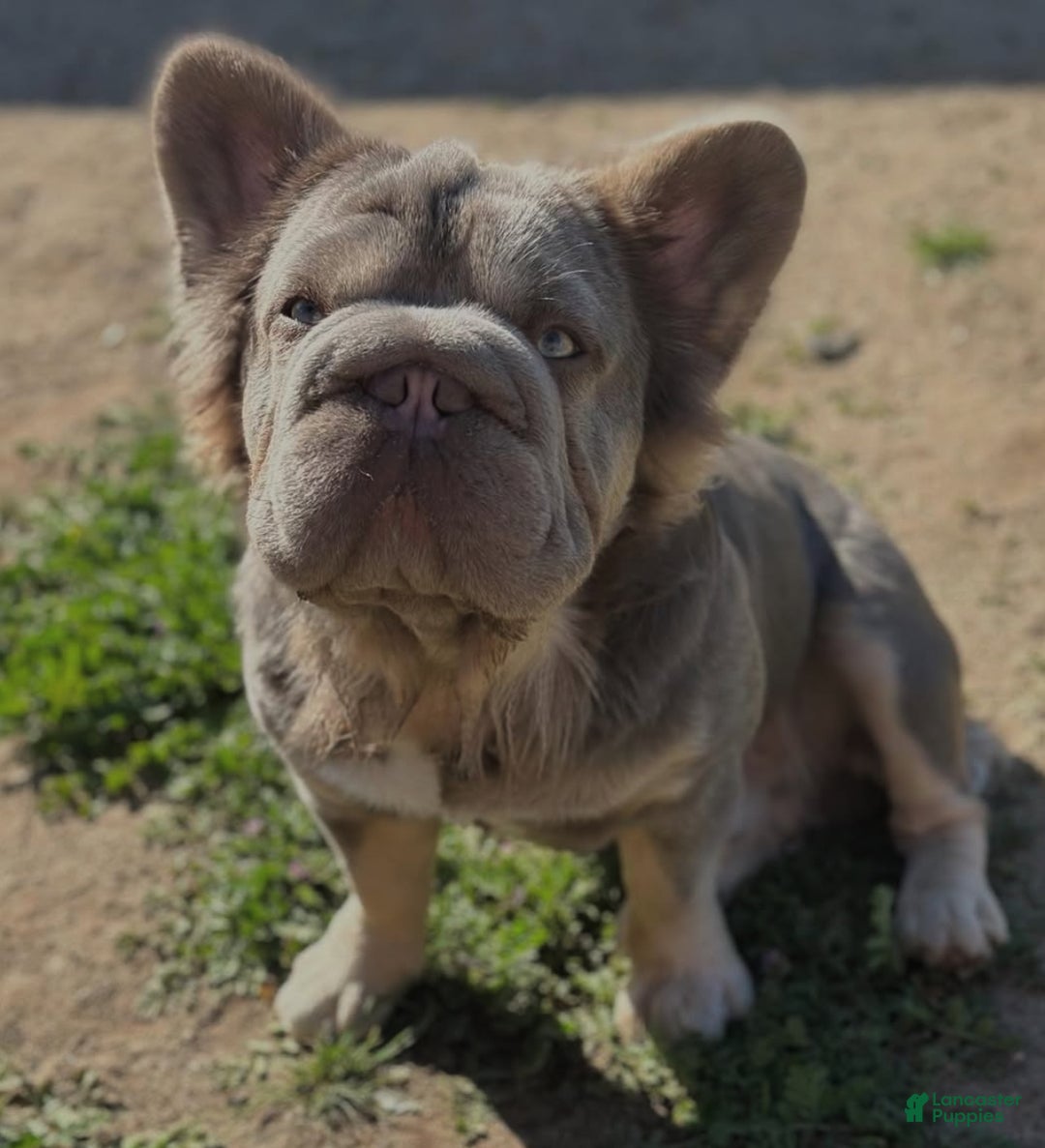 French Bulldog dogs for sale: Lilac tan fluffy french bulldog  - Ad 28