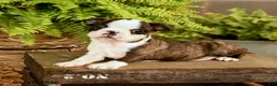 Boston Terrier dogs for sale: Davy - Ad 3