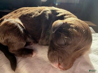 Mixed Breed dogs - Ad 15