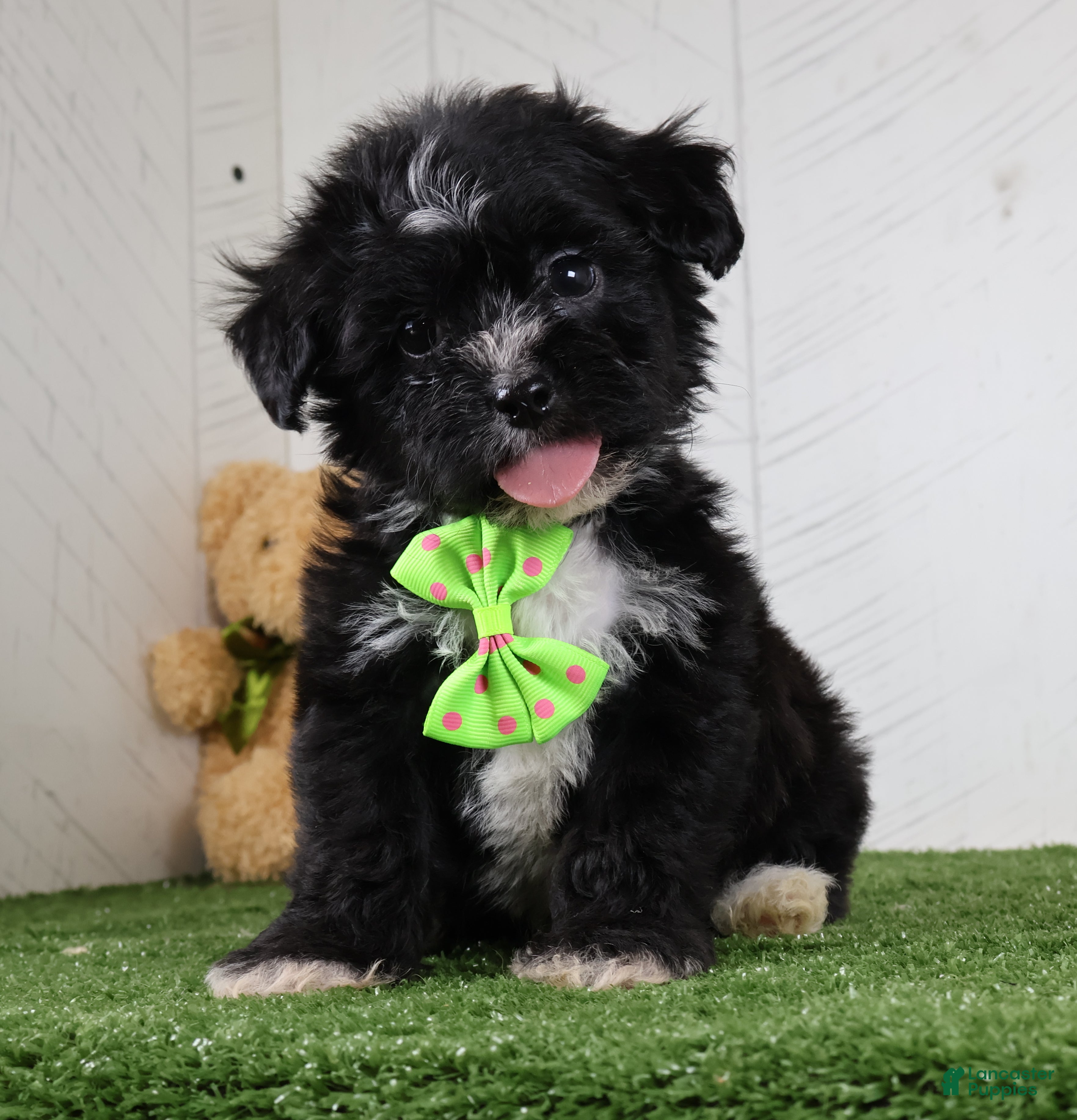 Teddy Bear dogs Carson - Ad 2
