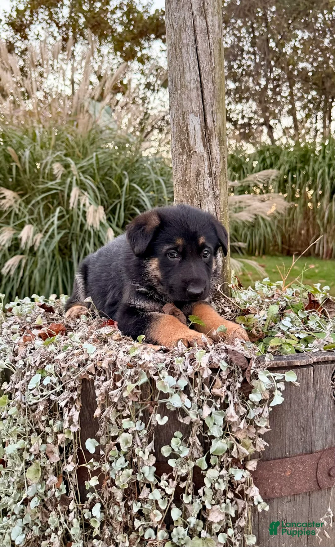 German Shepherd dogs for sale: Bramble - Ad 1