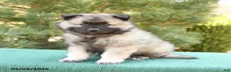 Keeshond dogs for sale: Smores - Ad 4