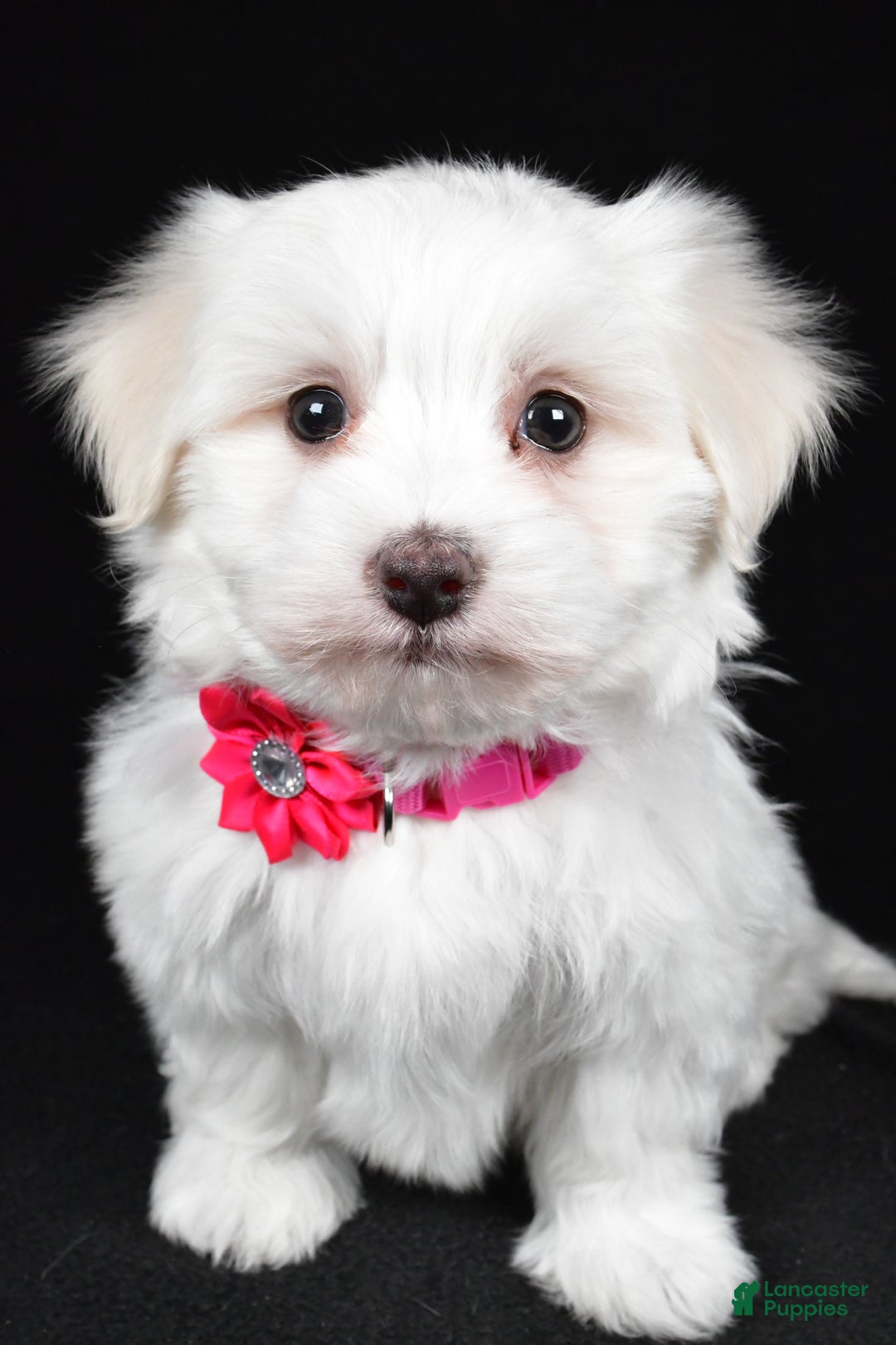 Maltese dogs for sale: Amy - Ad 7