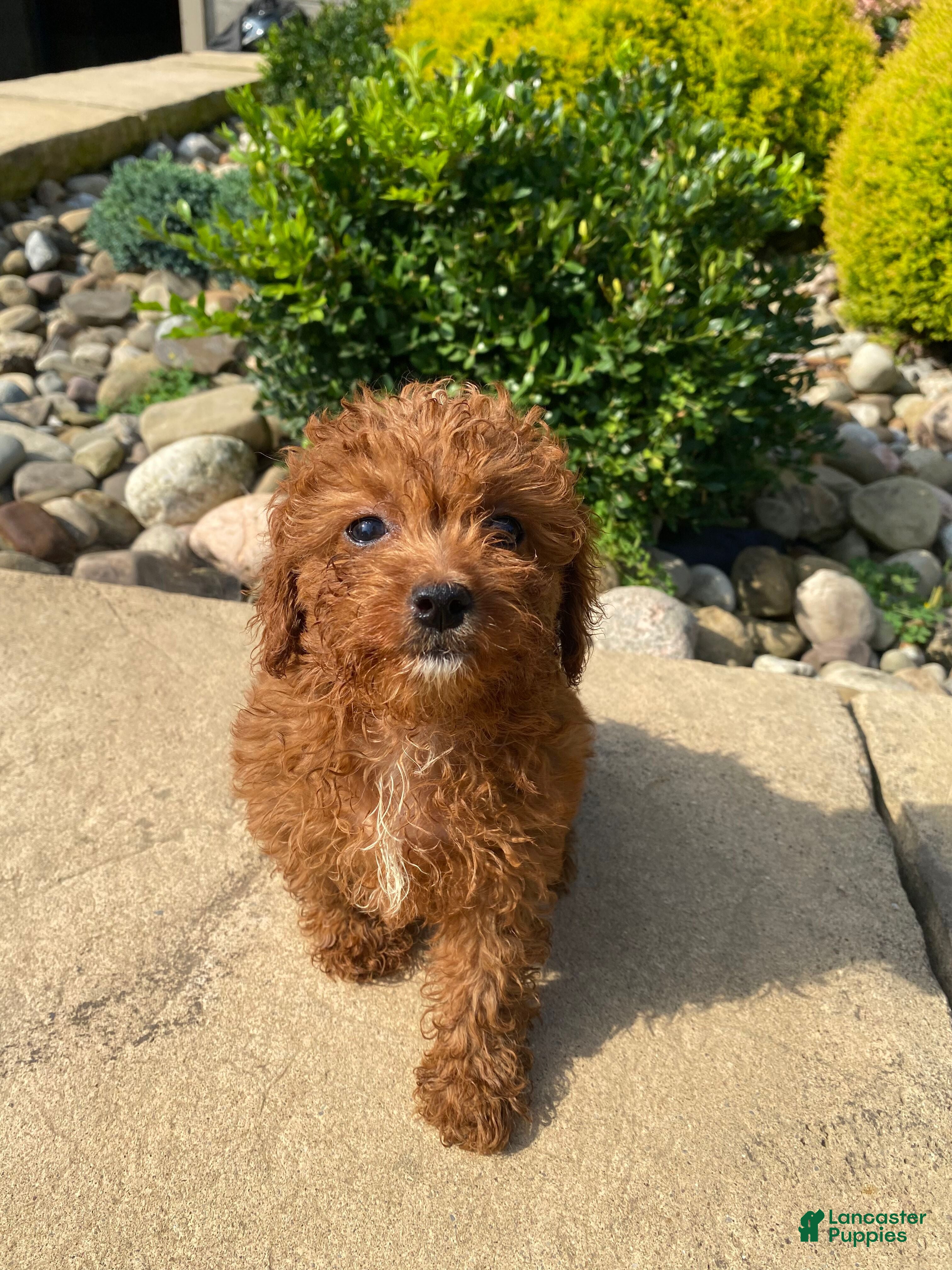 Cavapoo dogs Betty - Ad 2