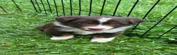 Miniature Australian Shepherd dogs for sale: #3 Red Tri Female - Ad 1