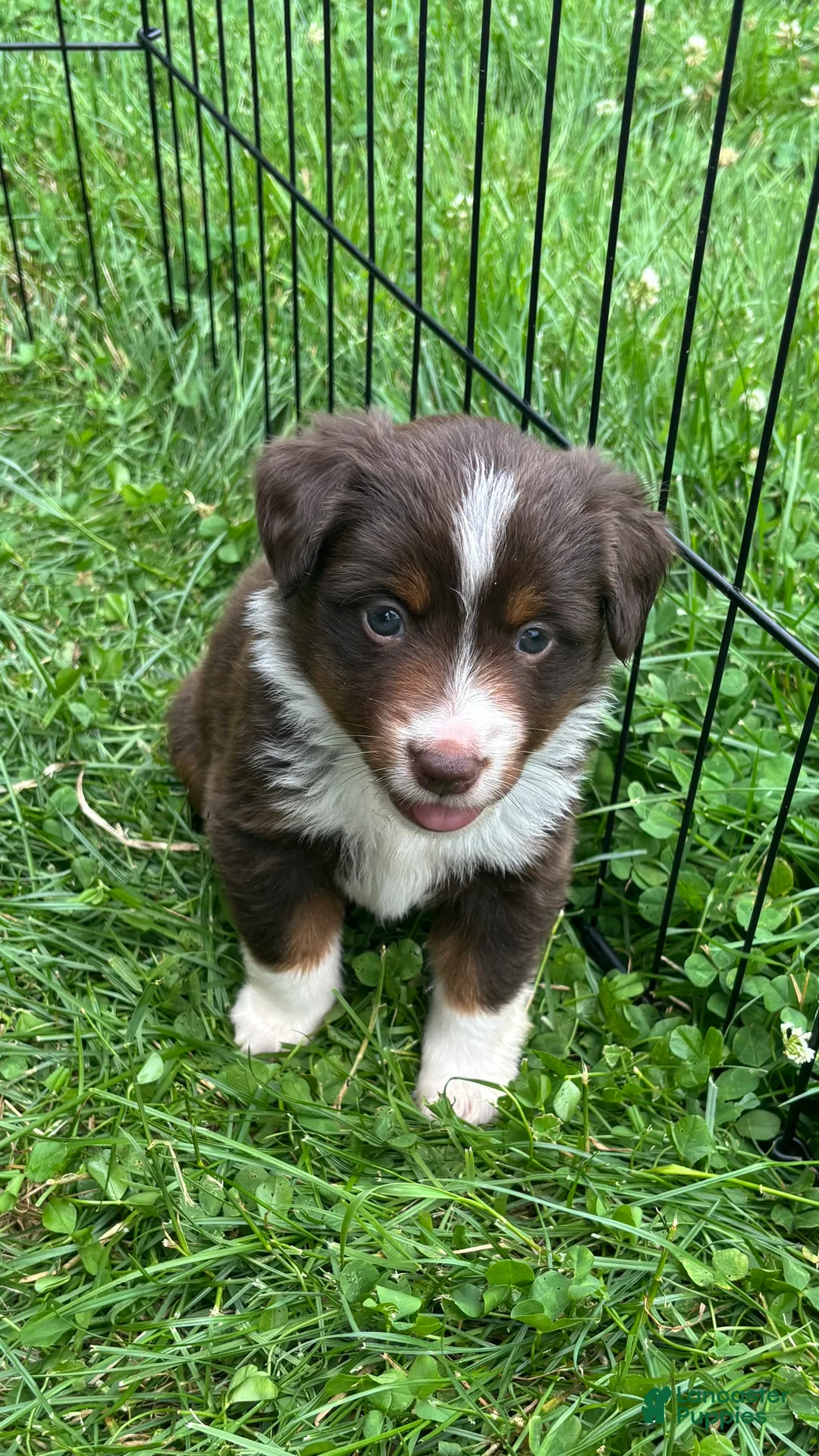 Miniature Australian Shepherd dogs for sale: #3 Red Tri Female - Ad 1