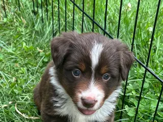 Miniature Australian Shepherd dogs #3 Red Tri Female - Ad 15