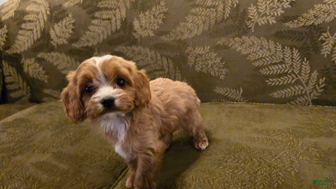 Cavapoo dogs for sale: Wren - Ad 22