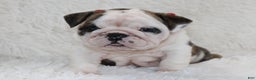 English Bulldog dogs for sale: Taya - Ad 7