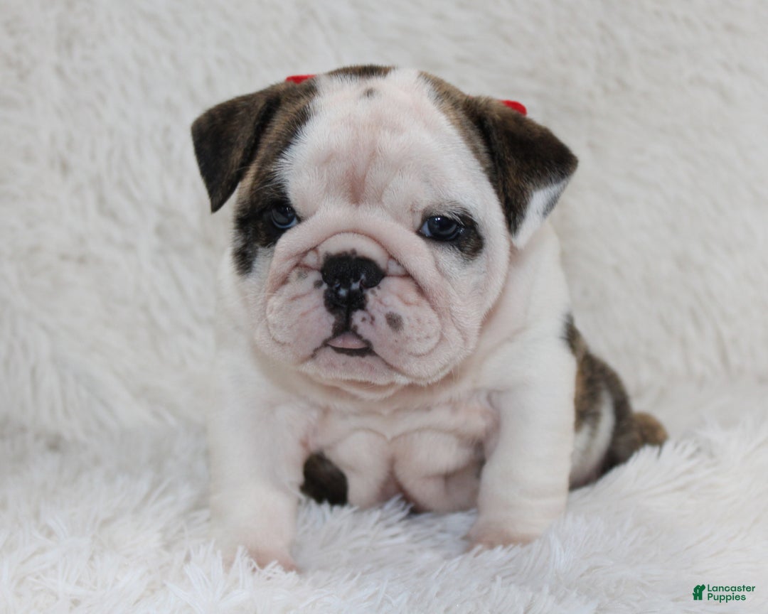English Bulldog dogs for sale: Taya - Ad 7