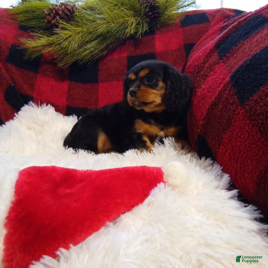 Cavalier King Charles Spaniel dogs for sale: Theo - Ad 8