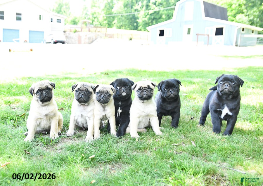 Pug dogs for sale: Pandora - Ad 3