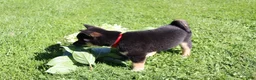Shiba Inu dogs for sale: Teddy - Ad 4