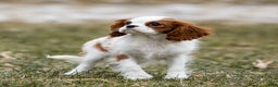 Cavalier King Charles Spaniel dogs for sale: Zelda - Ad 6