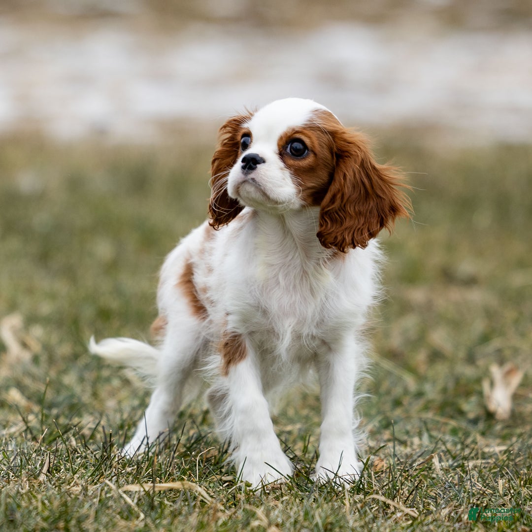 Cavalier King Charles Spaniel dogs for sale: Zelda - Ad 6