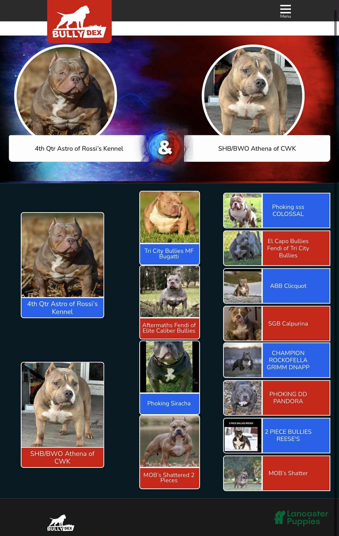 American Bully dogs for sale: American Bully Puppy 2 - Ad 4