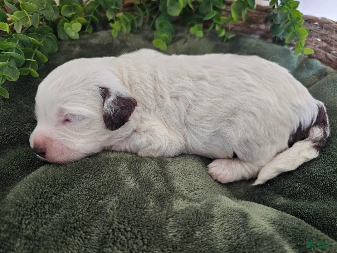 Mini Goldendoodle dogs for sale: Lily - Ad 8