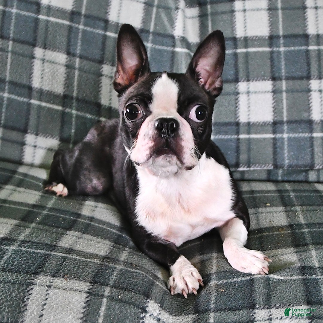 Boston Terrier dogs for sale: King - Ad 4