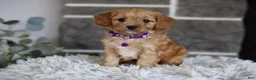 Cavapoo dogs for sale: Rosie - Ad 5