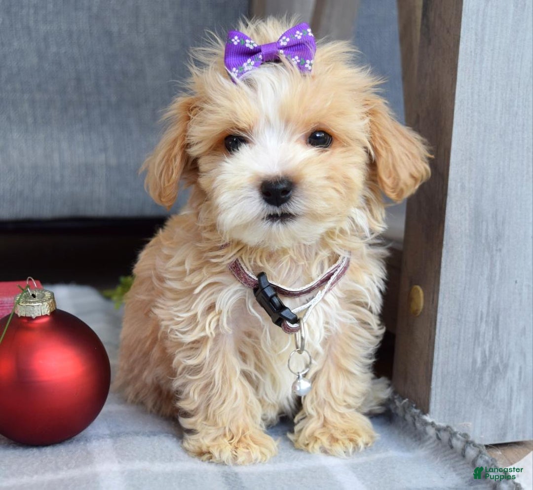 Maltipoo dogs for sale: Flo  - Ad 8