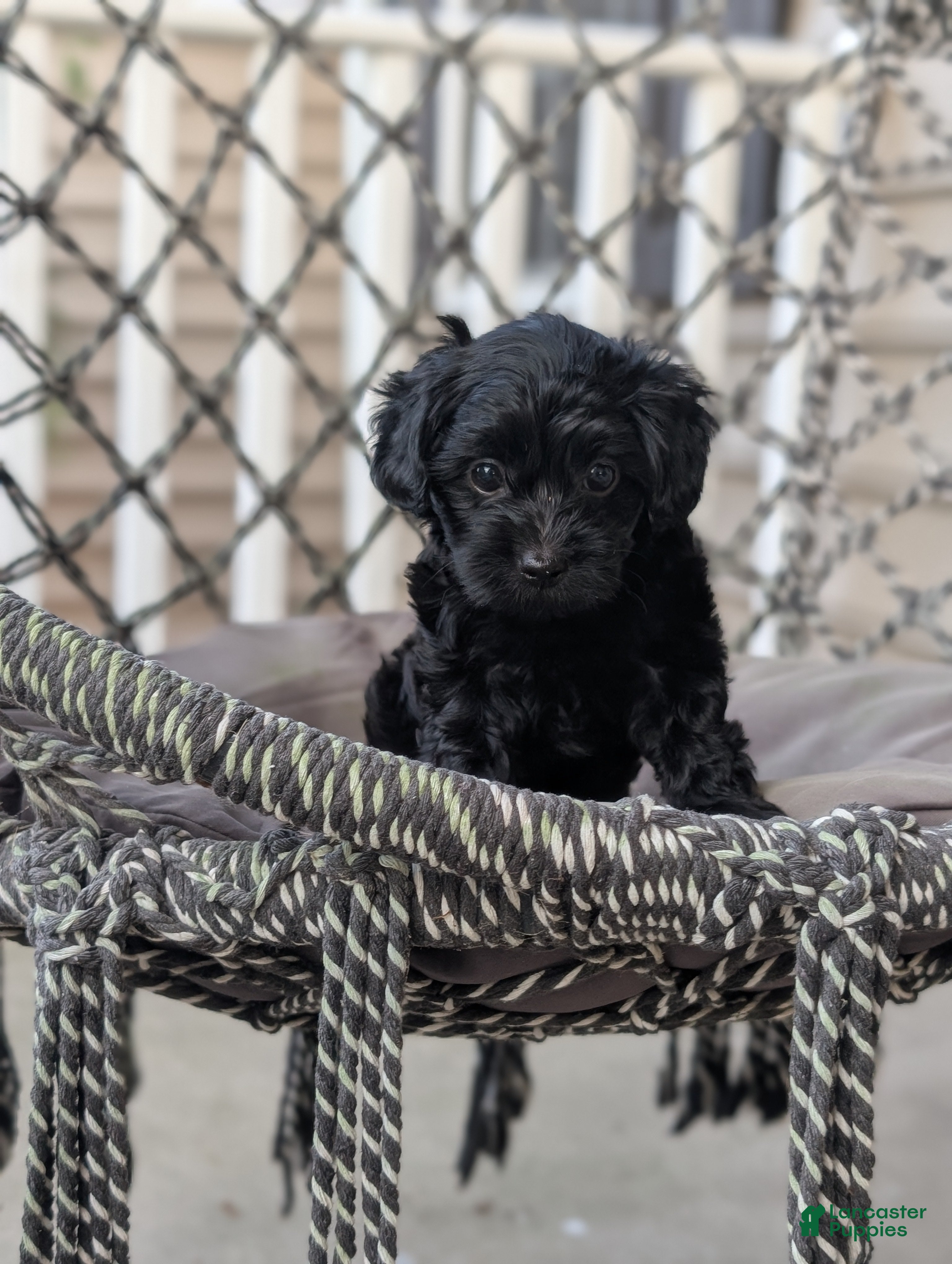 Yorkiepoo dogs Cameron "Cam" - Ad 2