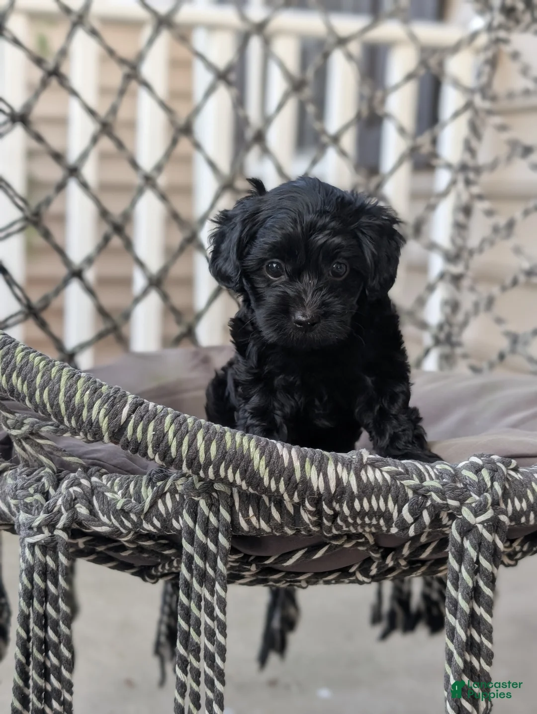 Yorkiepoo dogs for sale: Cameron "Cam" - Ad 2