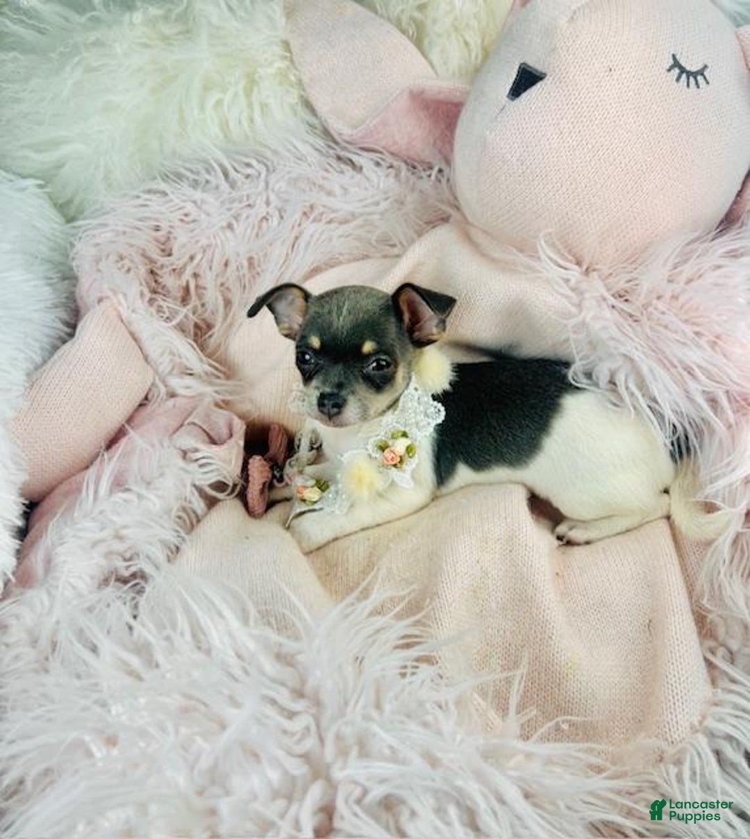 Chihuahua dogs for sale: Chihuahua Puppy 1 - Ad 2