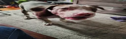 American Bully dogs for sale: American Bully Puppy 1 - Ad 1