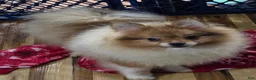 Pomeranian dogs for sale: Bo male Pomeranian  - Ad 4