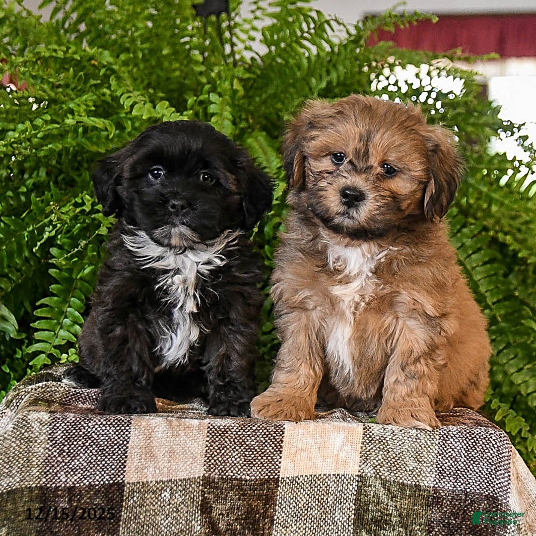 Shihpoo dogs for sale: Cookie - Ad 3
