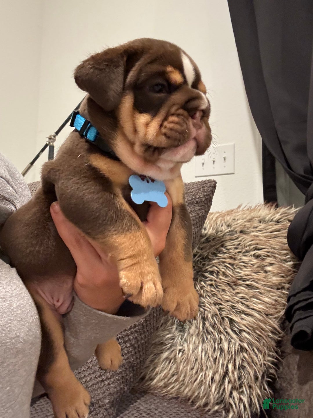 English Bulldog dogs for sale: English Bulldog Puppy 1 - Ad 1