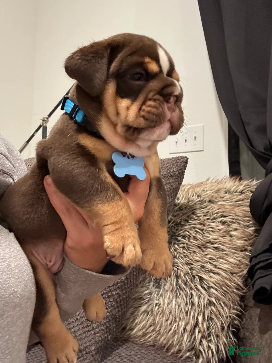 English Bulldog dogs for sale: English Bulldog Puppy 1 - Ad 1