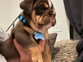 English Bulldog dogs English Bulldog Puppy 1 - Ad 1