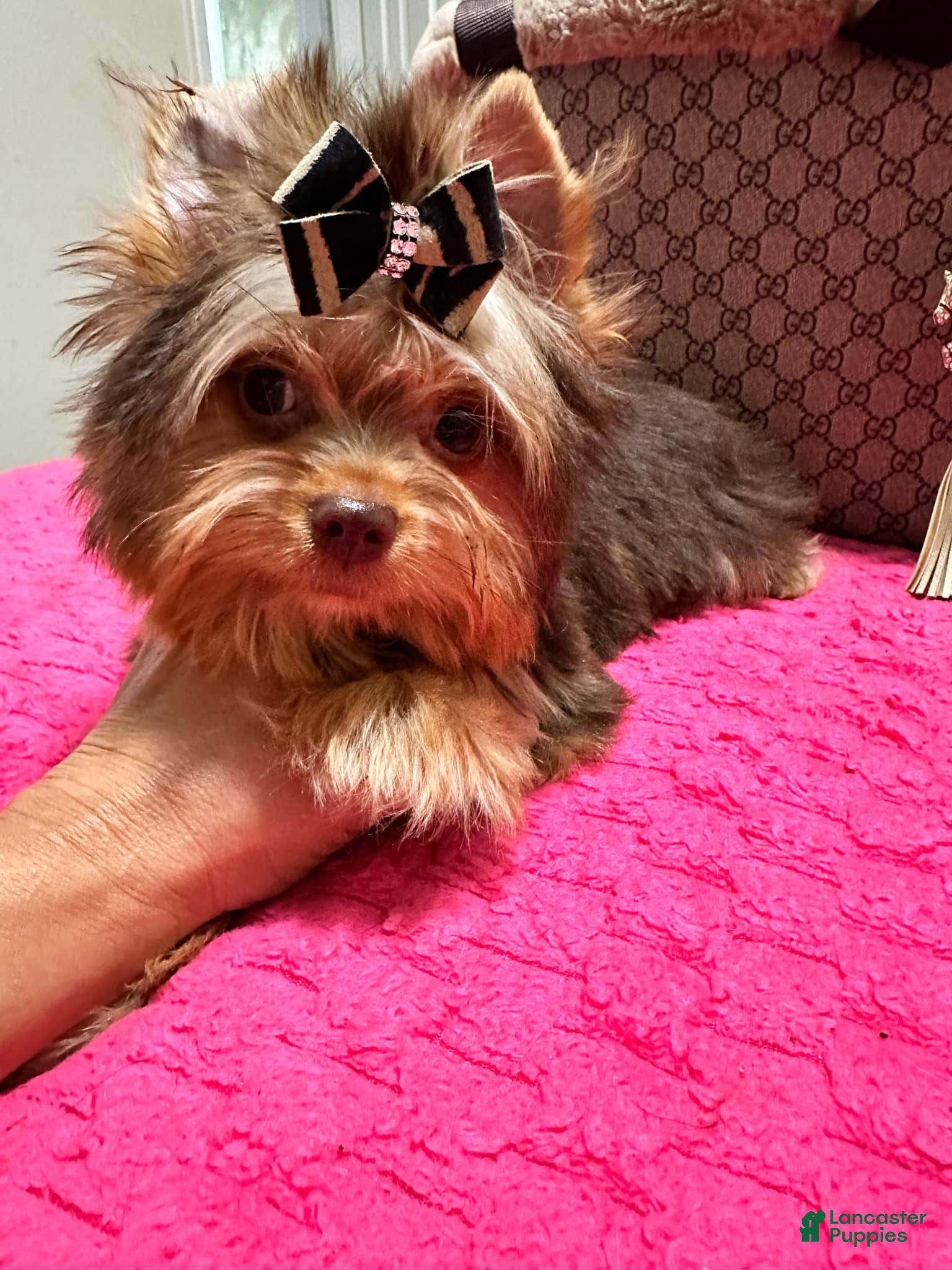 Yorkshire Terrier dogs Chocolate Male - Ad 41