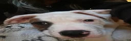 Mixed Breed dogs for sale: Mixed Breed 7 - Ad 3
