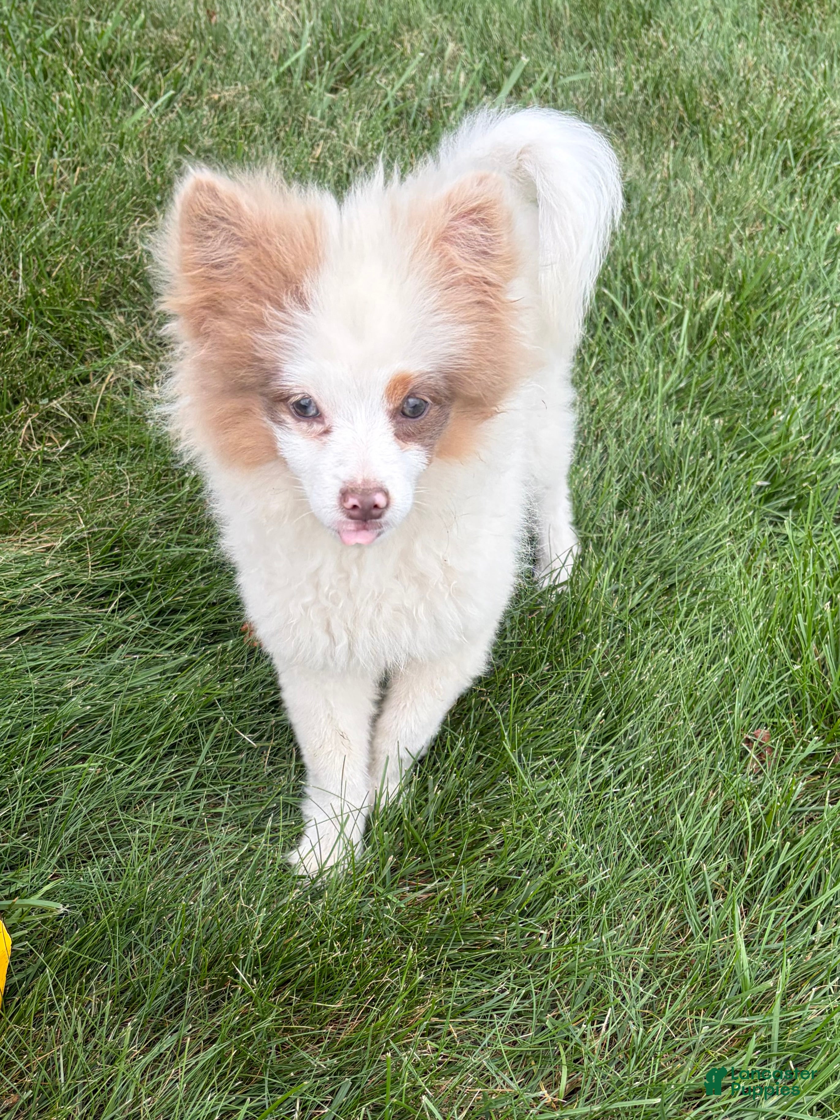 Pomeranian dogs Oliver - Ad 1