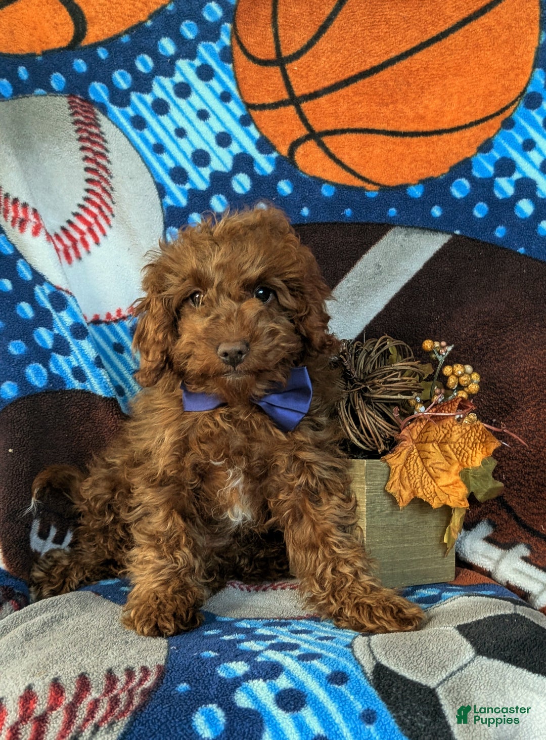 Cavapoo dogs for sale: Ozzie - Ad 1
