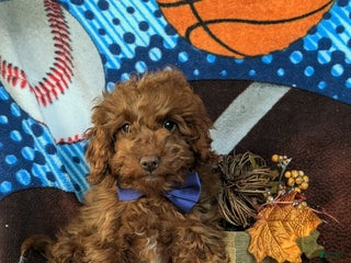 Cavapoo dogs Ozzie - Ad 20