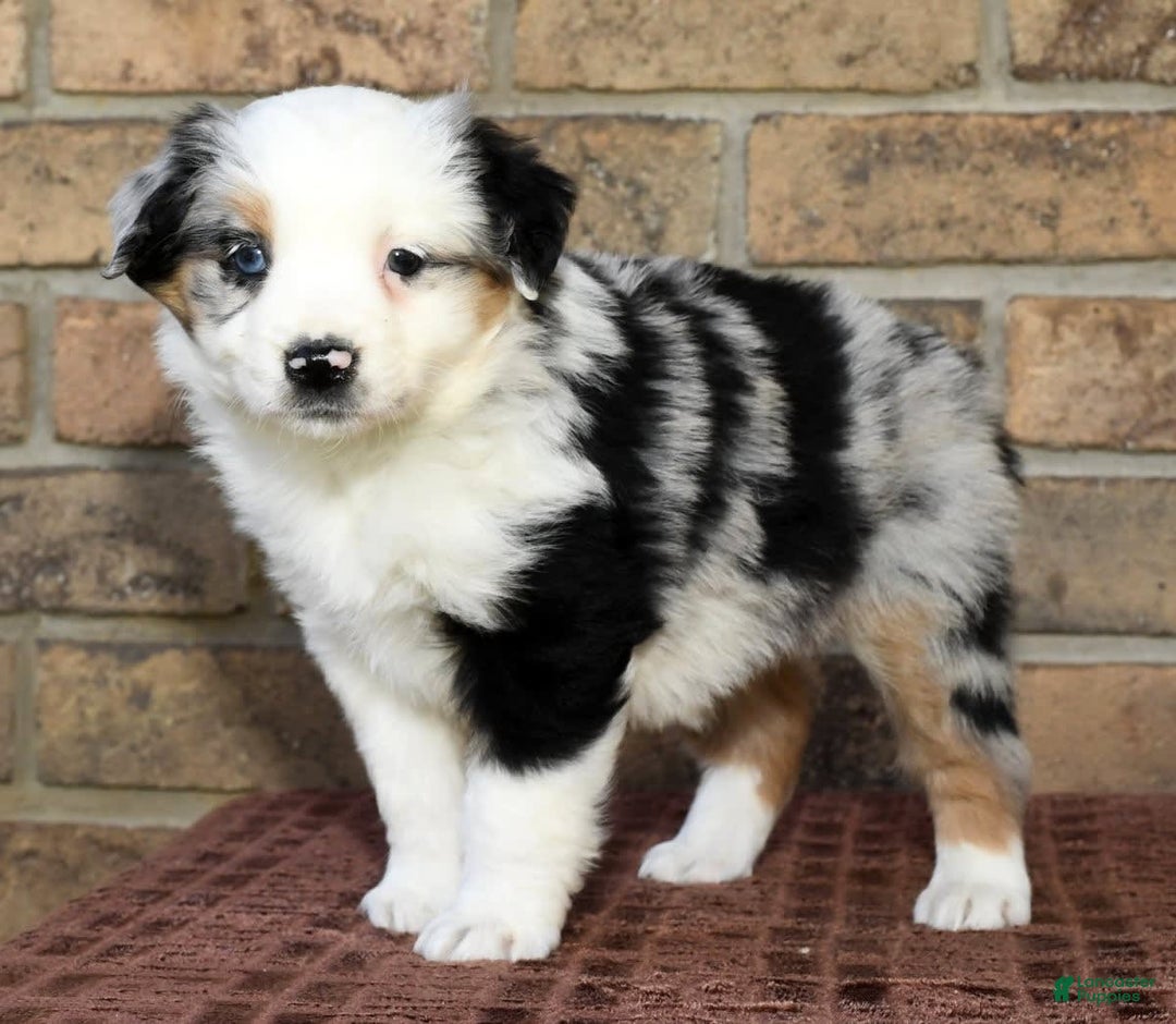 Gallery Image {{count}}