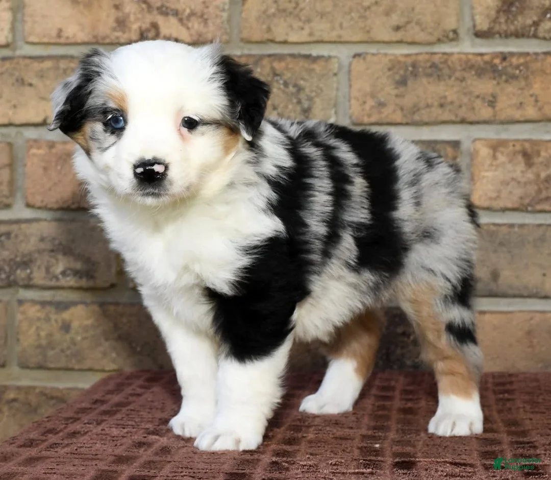 Gallery Image {{count}}