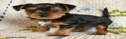 Yorkshire Terrier dogs for sale: Jazzie - Ad 2