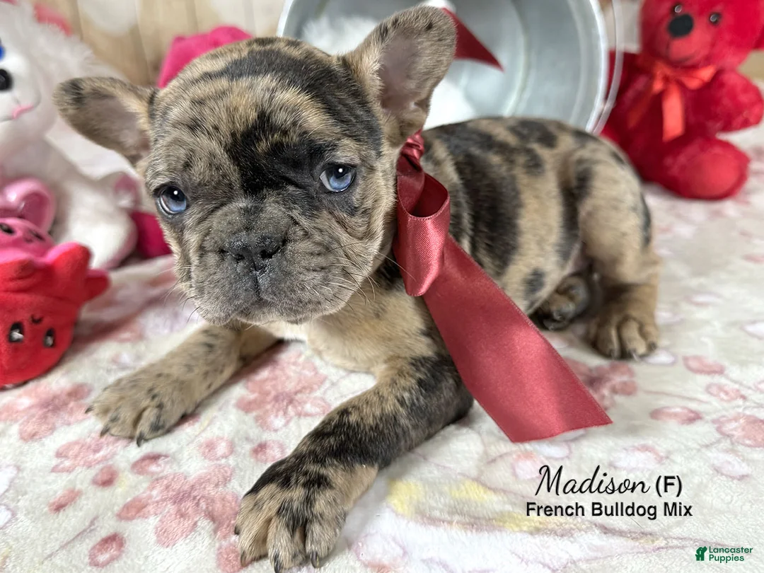 Mixed Breed dogs for sale: Madison - Ad 5